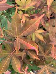 - Acer palmatum 'Gable's Glory' Chameleon Japanese Maple - Mr Maple │ Buy Japanese Maple Trees