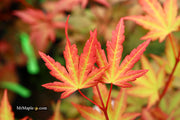 - Acer palmatum 'Mila' Japanese Maple - Mr Maple │ Buy Japanese Maple Trees