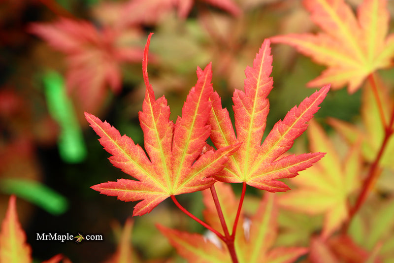 - Acer palmatum 'Mila' Japanese Maple - Mr Maple │ Buy Japanese Maple Trees