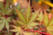 - Acer palmatum 'Mila' Japanese Maple - Mr Maple │ Buy Japanese Maple Trees