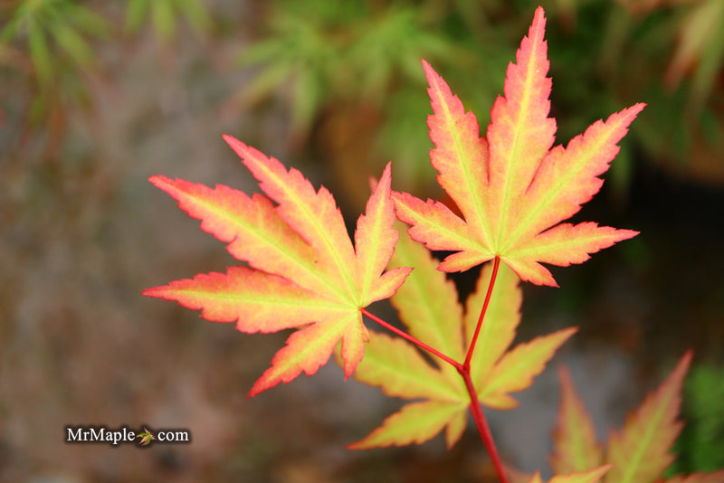 - Acer palmatum 'Mila' Japanese Maple - Mr Maple │ Buy Japanese Maple Trees