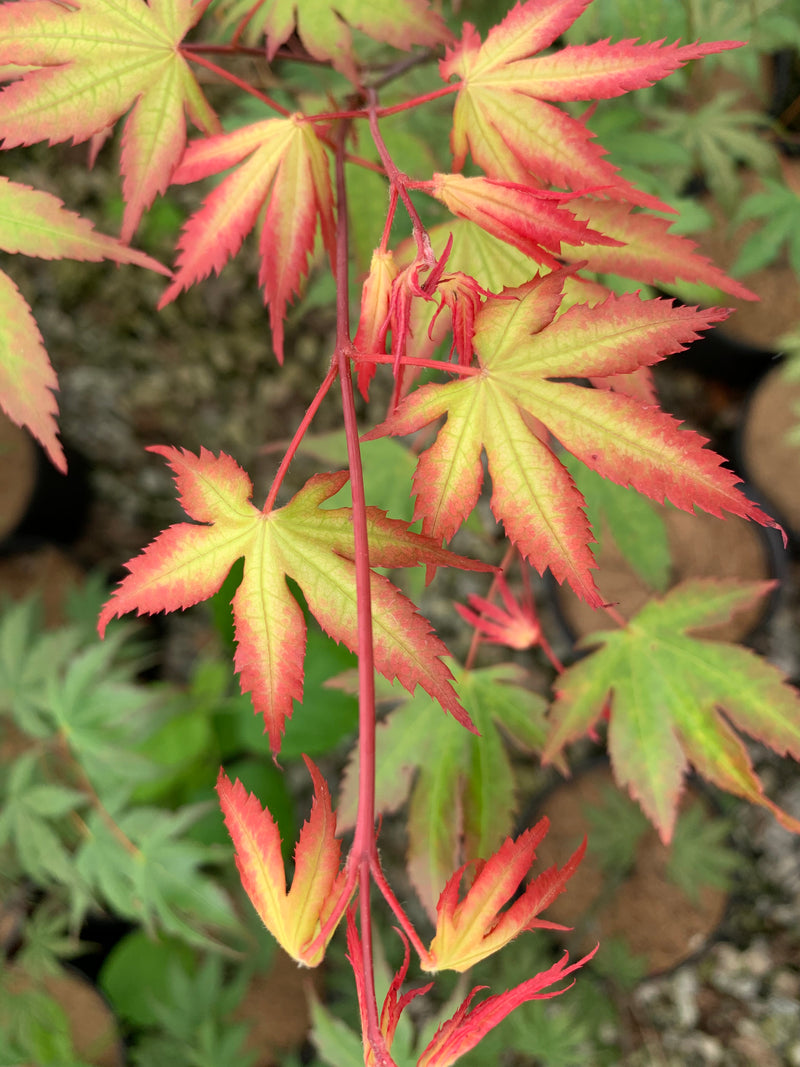 - Acer palmatum 'Firefly' Japanese Maple - Mr Maple │ Buy Japanese Maple Trees