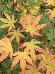 - Acer palmatum 'Firefly' Japanese Maple - Mr Maple │ Buy Japanese Maple Trees