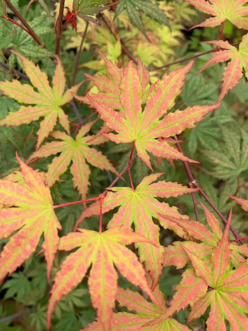 - Acer palmatum 'Firefly' Japanese Maple - Mr Maple │ Buy Japanese Maple Trees