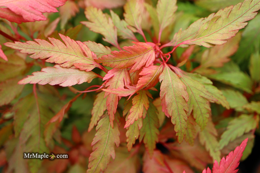 Buy Acer palmatum 'Verkade's Jacus Potus' Japanese Maple — Mr Maple ...