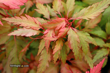 - Acer palmatum 'Verkade's Jacus Potus' Japanese Maple - Mr Maple │ Buy Japanese Maple Trees