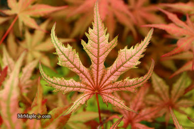 - Acer palmatum 'Celebration' Japanese Maple - Mr Maple │ Buy Japanese Maple Trees
