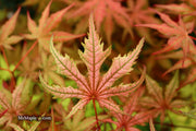 - Acer palmatum 'Celebration' Japanese Maple - Mr Maple │ Buy Japanese Maple Trees