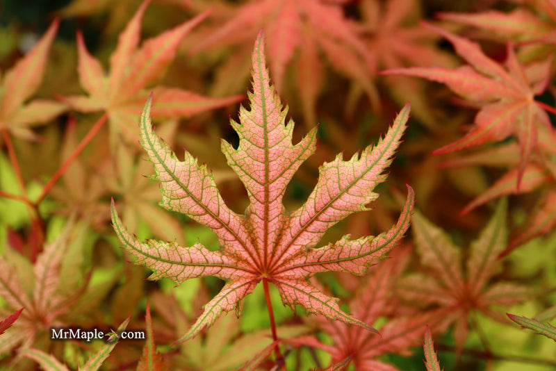 - Acer palmatum 'Celebration' Japanese Maple - Mr Maple │ Buy Japanese Maple Trees