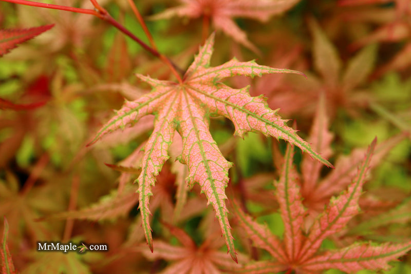 - Acer palmatum 'Celebration' Japanese Maple - Mr Maple │ Buy Japanese Maple Trees