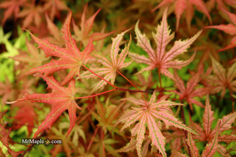 - Acer palmatum 'Celebration' Japanese Maple - Mr Maple │ Buy Japanese Maple Trees