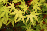 - Acer palmatum 'Golden Falls' Weeping Golden Japanese Maple - Mr Maple │ Buy Japanese Maple Trees