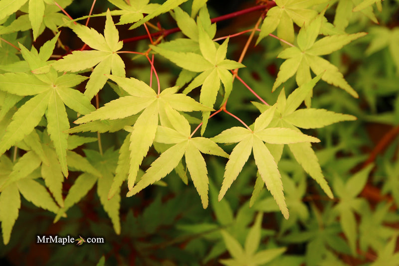 - Acer palmatum 'Golden Falls' Weeping Golden Japanese Maple - Mr Maple │ Buy Japanese Maple Trees