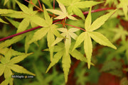 - Acer palmatum 'Golden Falls' Weeping Golden Japanese Maple - Mr Maple │ Buy Japanese Maple Trees