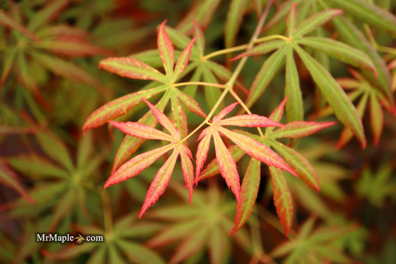 - Acer shirasawanum 'Bronze Age' Bronze Full Moon Japanese Maple - Mr Maple │ Buy Japanese Maple Trees