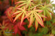 - Acer shirasawanum 'Bronze Age' Bronze Full Moon Japanese Maple - Mr Maple │ Buy Japanese Maple Trees