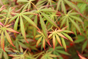 - Acer shirasawanum 'Bronze Age' Bronze Full Moon Japanese Maple - Mr Maple │ Buy Japanese Maple Trees