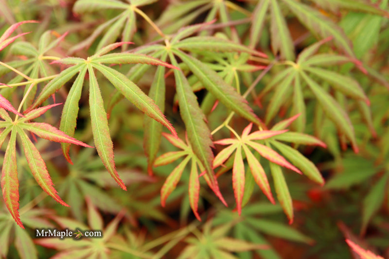 - Acer shirasawanum 'Bronze Age' Bronze Full Moon Japanese Maple - Mr Maple │ Buy Japanese Maple Trees