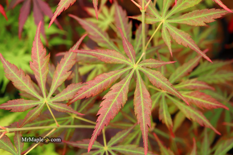 - Acer shirasawanum 'Bronze Age' Bronze Full Moon Japanese Maple - Mr Maple │ Buy Japanese Maple Trees