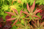- Acer shirasawanum 'Bronze Age' Bronze Full Moon Japanese Maple - Mr Maple │ Buy Japanese Maple Trees