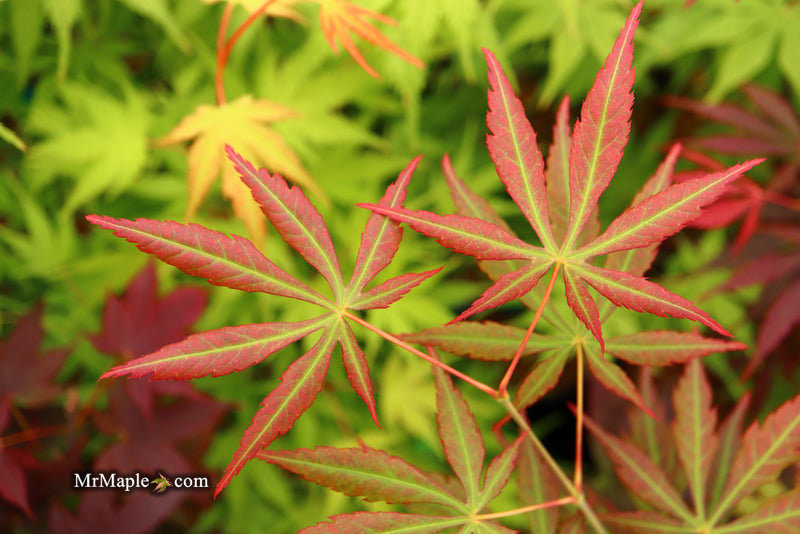 - Acer shirasawanum 'Bronze Age' Bronze Full Moon Japanese Maple - Mr Maple │ Buy Japanese Maple Trees