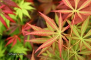 - Acer shirasawanum 'Bronze Age' Bronze Full Moon Japanese Maple - Mr Maple │ Buy Japanese Maple Trees