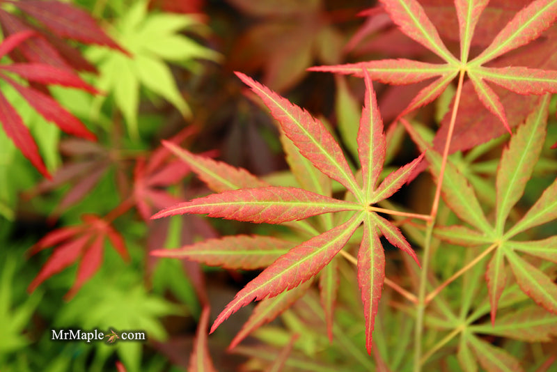 - Acer shirasawanum 'Bronze Age' Bronze Full Moon Japanese Maple - Mr Maple │ Buy Japanese Maple Trees