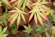 - Acer shirasawanum 'Bronze Age' Bronze Full Moon Japanese Maple - Mr Maple │ Buy Japanese Maple Trees