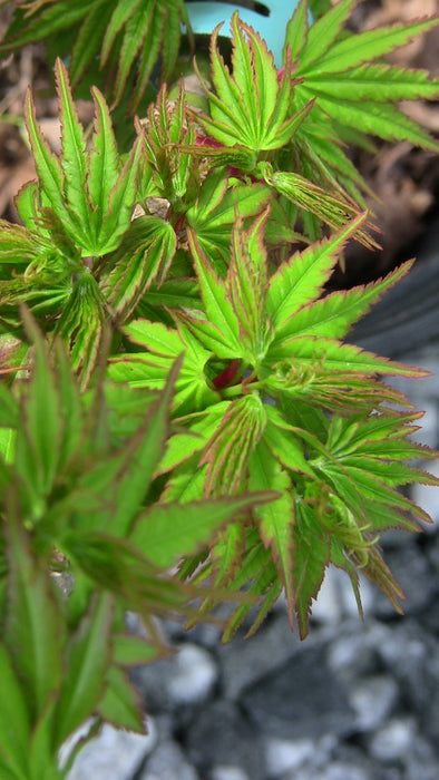 Acer palmatum 'Tom Thumb' Dwarf Japanese Maple