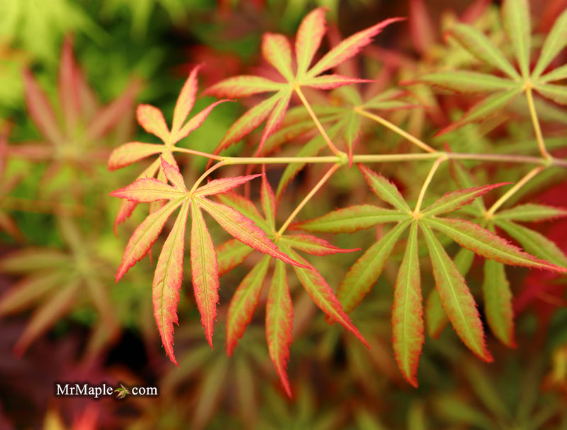 - Acer shirasawanum 'Bronze Age' Bronze Full Moon Japanese Maple - Mr Maple │ Buy Japanese Maple Trees