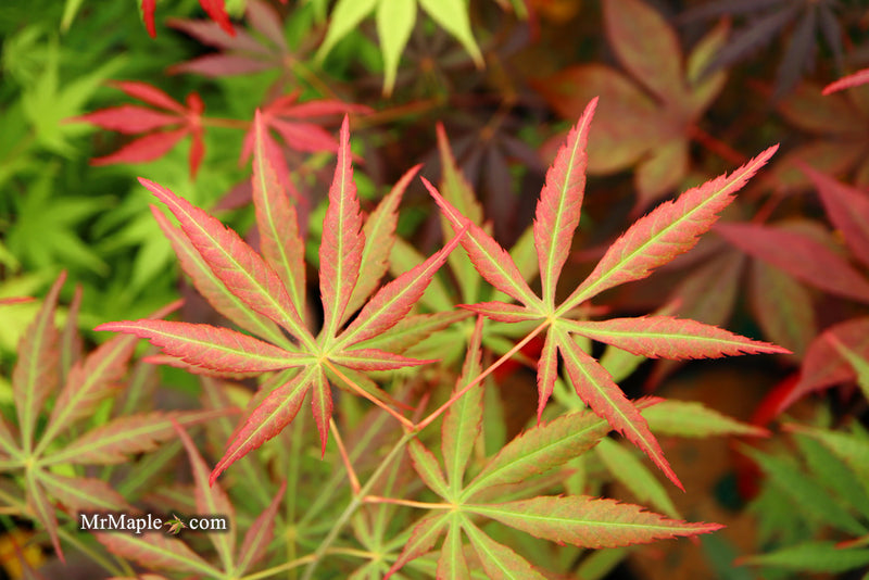 - Acer shirasawanum 'Bronze Age' Bronze Full Moon Japanese Maple - Mr Maple │ Buy Japanese Maple Trees