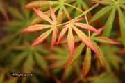 - Acer shirasawanum 'Bronze Age' Bronze Full Moon Japanese Maple - Mr Maple │ Buy Japanese Maple Trees