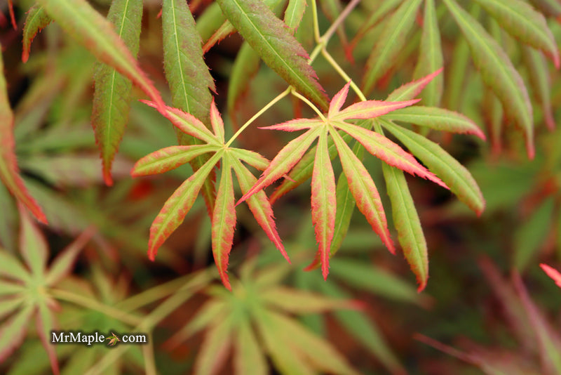 - Acer shirasawanum 'Bronze Age' Bronze Full Moon Japanese Maple - Mr Maple │ Buy Japanese Maple Trees