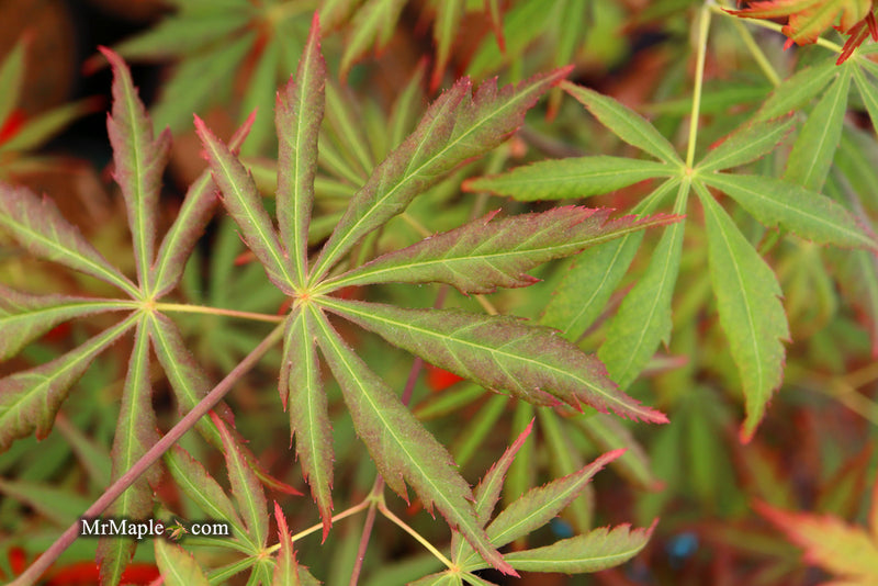 - Acer shirasawanum 'Bronze Age' Bronze Full Moon Japanese Maple - Mr Maple │ Buy Japanese Maple Trees