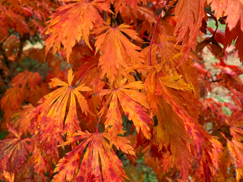 - Acer japonicum 'Mai kujaku' Dancing Peacock Japanese Maple - Mr Maple │ Buy Japanese Maple Trees