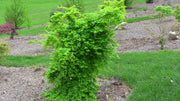 - Acer palmatum 'Ryusen' Japanese Maple - Mr Maple │ Buy Japanese Maple Trees