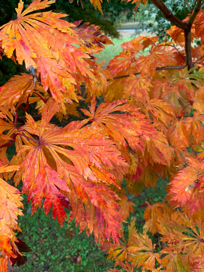 - Acer japonicum 'Mai kujaku' Dancing Peacock Japanese Maple - Mr Maple │ Buy Japanese Maple Trees