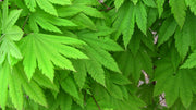 - Acer japonicum 'Vitifolium' Large Leaf Full Moon Japanese Maple - Mr Maple │ Buy Japanese Maple Trees