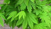 - Acer japonicum 'Vitifolium' Large Leaf Full Moon Japanese Maple - Mr Maple │ Buy Japanese Maple Trees
