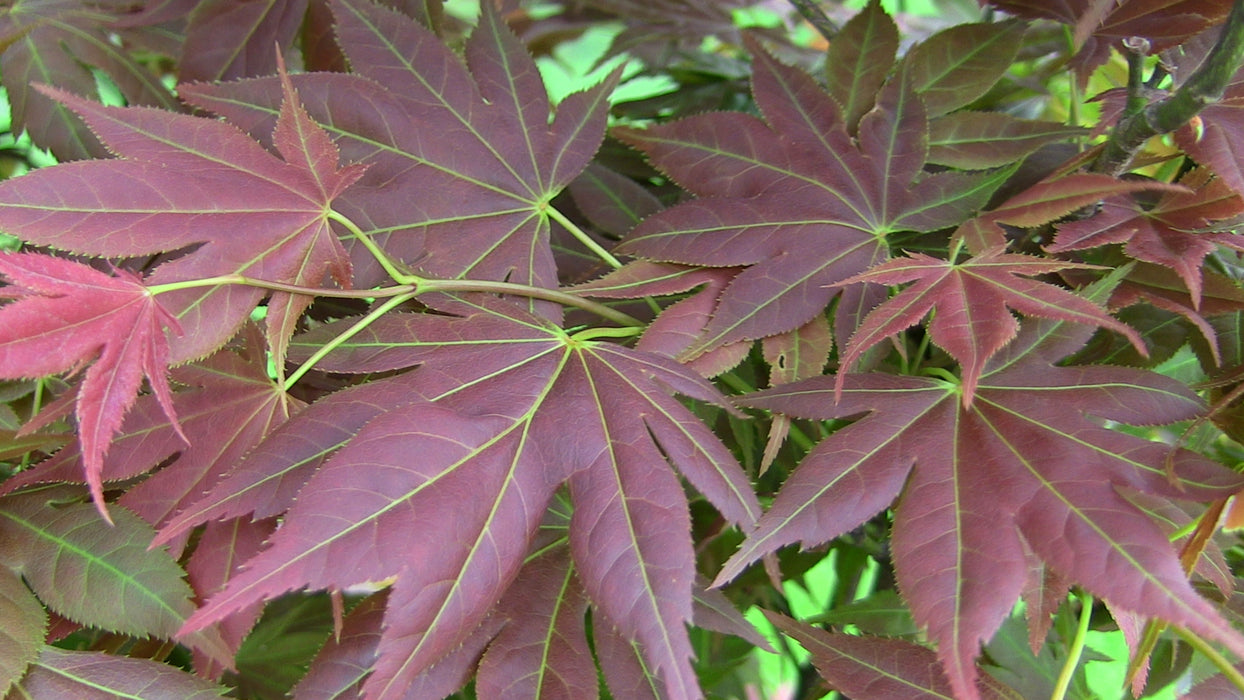 Acer palmatum 'Iijima sunago' Japanese Maple