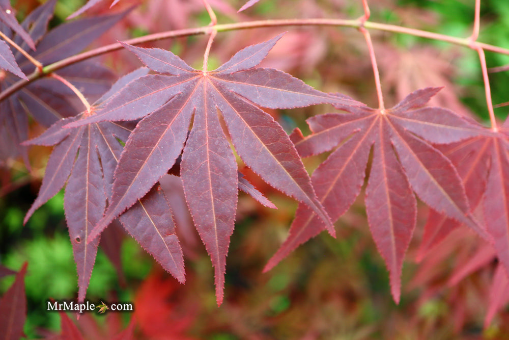 Acer palmatum 'John Teuvon' Japanese Maple