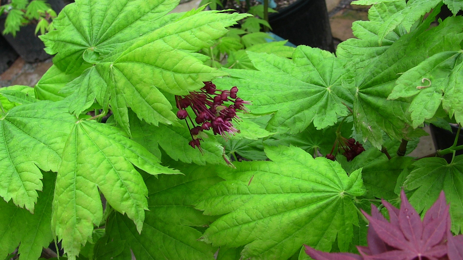 Buy Acer japonicum 'Taki no gawa' Full Moon Japanese Maple — Mr Maple ...