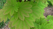 - Acer japonicum 'Taki no gawa' Full Moon Japanese Maple - Mr Maple │ Buy Japanese Maple Trees