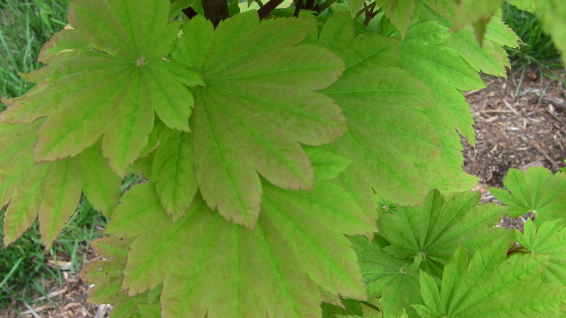 - Acer japonicum 'Taki no gawa' Full Moon Japanese Maple - Mr Maple │ Buy Japanese Maple Trees