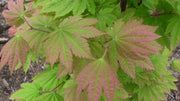- Acer japonicum 'Taki no gawa' Full Moon Japanese Maple - Mr Maple │ Buy Japanese Maple Trees