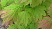 - Acer japonicum 'Taki no gawa' Full Moon Japanese Maple - Mr Maple │ Buy Japanese Maple Trees