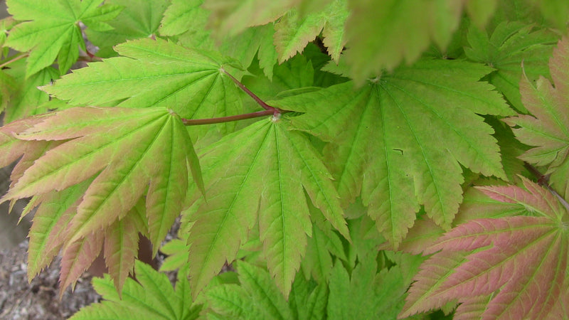 - Acer japonicum 'Taki no gawa' Full Moon Japanese Maple - Mr Maple │ Buy Japanese Maple Trees