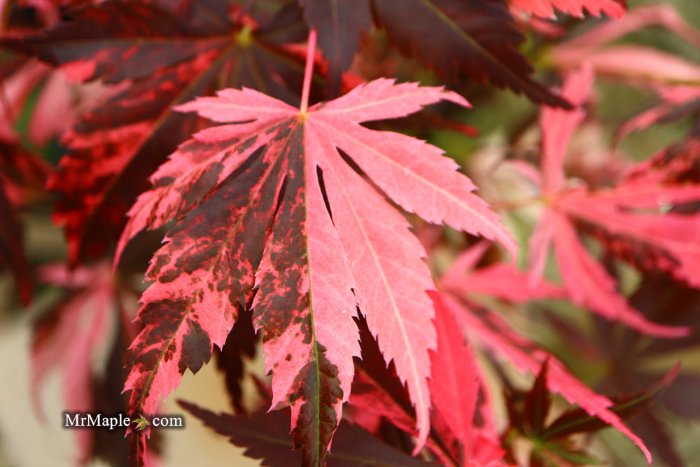 Acer palmatum 'Rainbow' Pink Variegated Red Japanese Maple