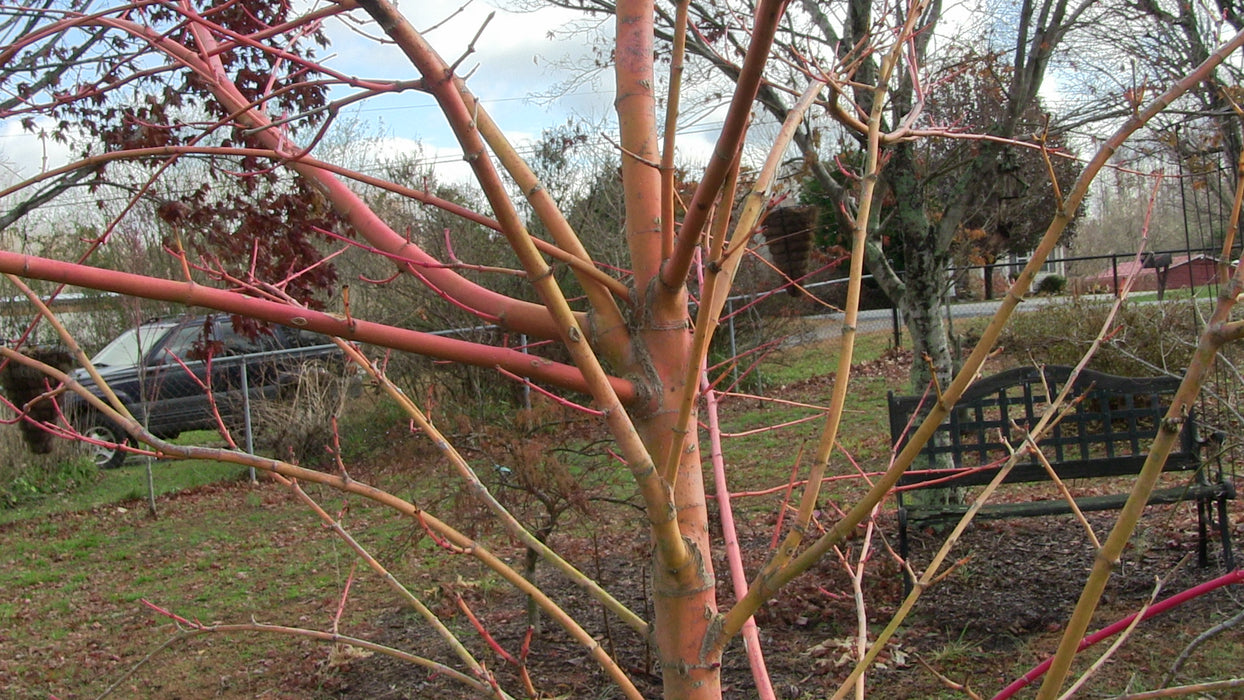 Acer palmatum 'Wildfire' Coral bark Winter Interest Japanese Maple