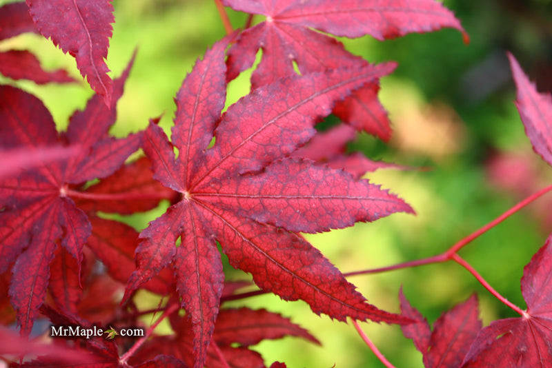 - Acer palmatum 'Dark Knight' Japanese Maple - Mr Maple │ Buy Japanese Maple Trees